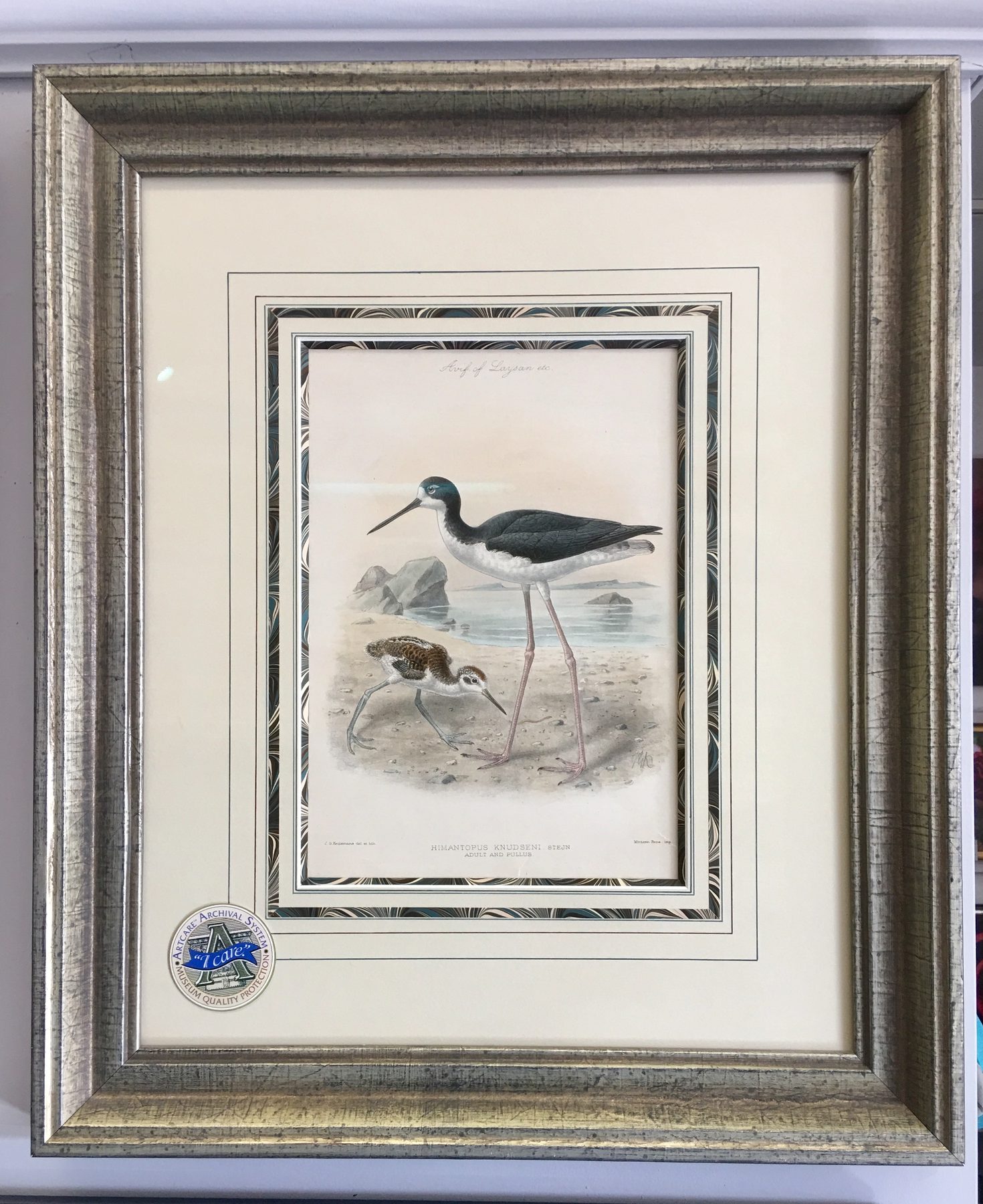 Shorebird illustration, French-lined mat, silver frame